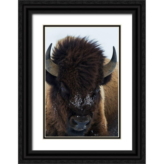 Archer, Ken 17x24 Black Ornate Wood Framed with Double Matting Museum Art Print Titled - Bull Bison