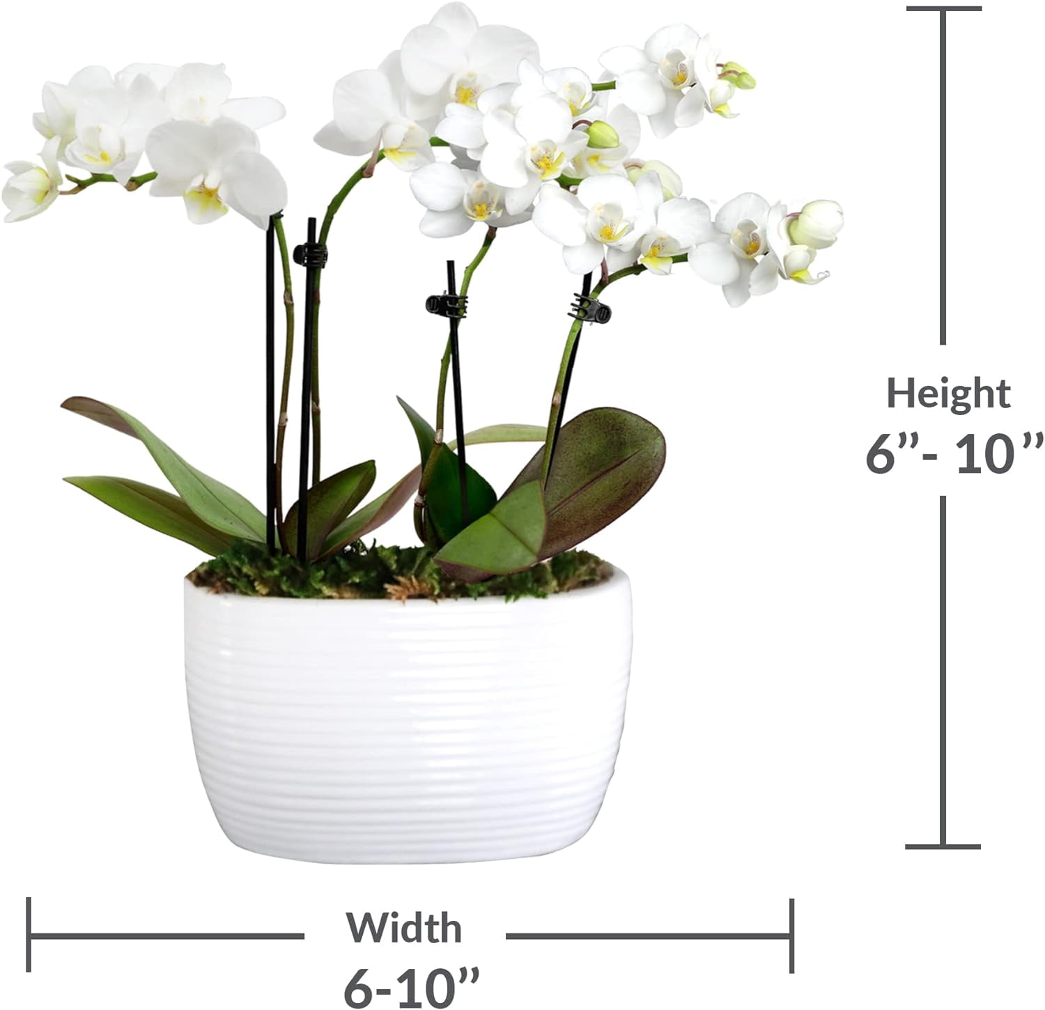 Just Add Ice 6-10" White and Yellow Mini Orchid Duo Live Plants in 4" White Ceramic Planter, House Plant