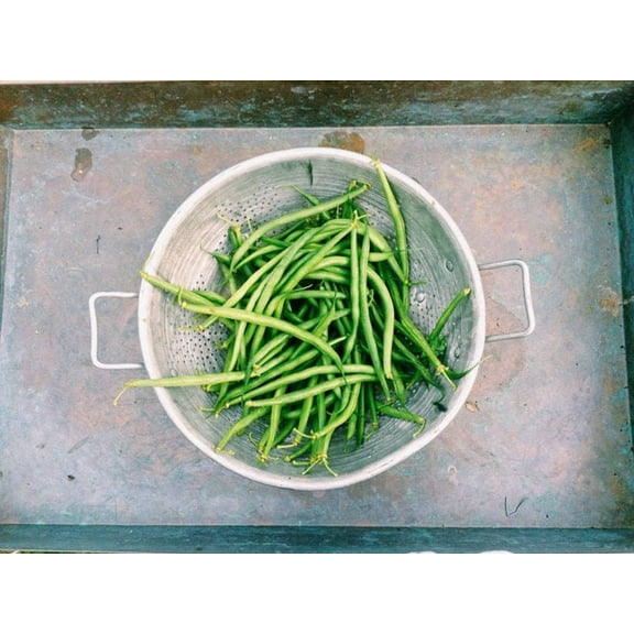 50 Seeds SLENDERETTE GREEN BEAN French Stringless Phaseolus Vulgaris Vegetable Seeds