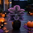 thumbnail image 6 of Artificial Purple Calathea Plant, Home Party Decoration, Purple Leaf Decor Artificial Plant Simulation Pot Bonsai Flower Ornament Hotel Room Desk Decorate((No Flowerpot),23.6"), A, 6 of 7