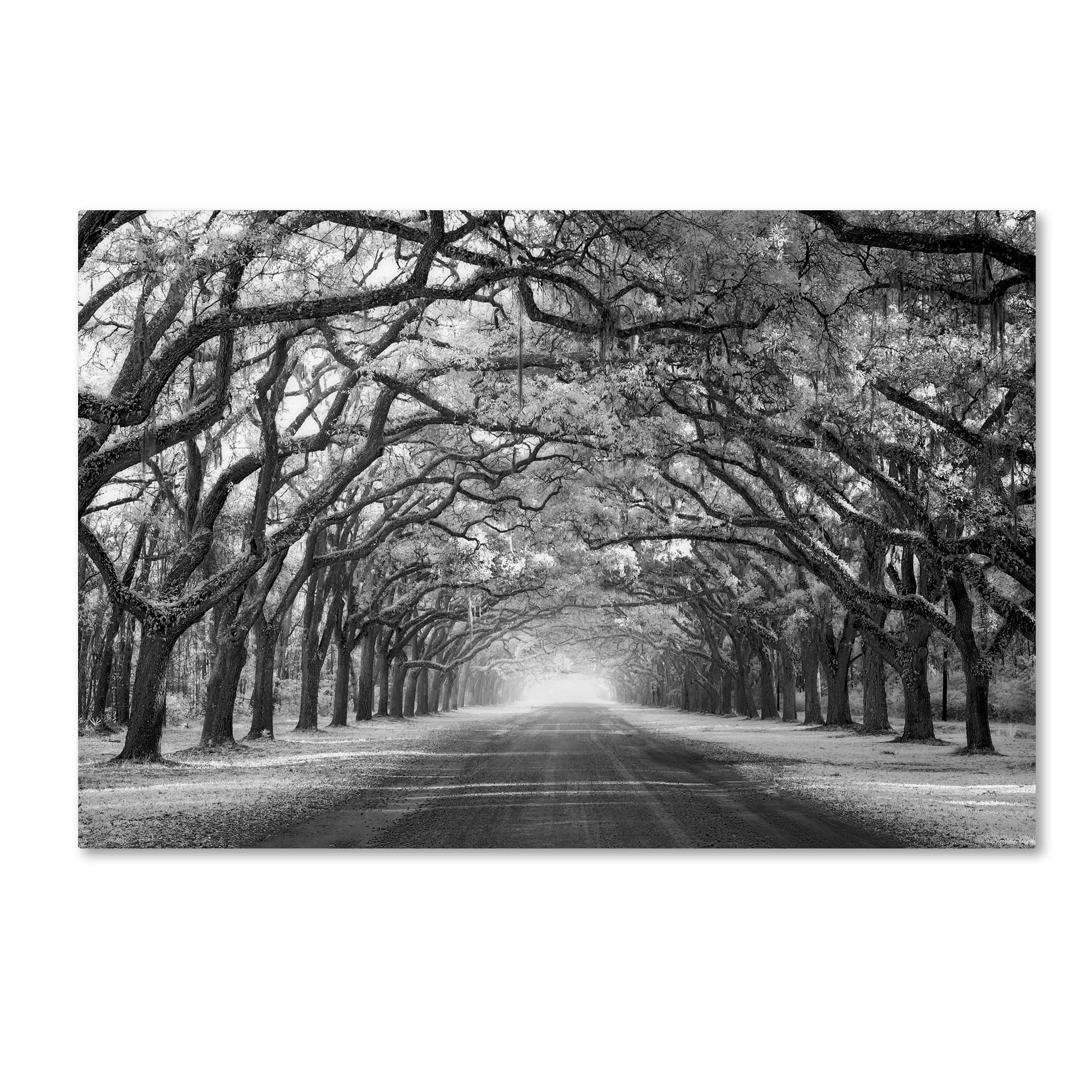 Mike Jones Photo 'Wormsloe Inf Light' Canvas Art
