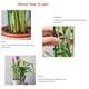 thumbnail image 5 of Protección vegetal Advancent de plástico con estacas resistentes para plantas altas Verde 18 pulgadas 12 juegos, 5 of 6