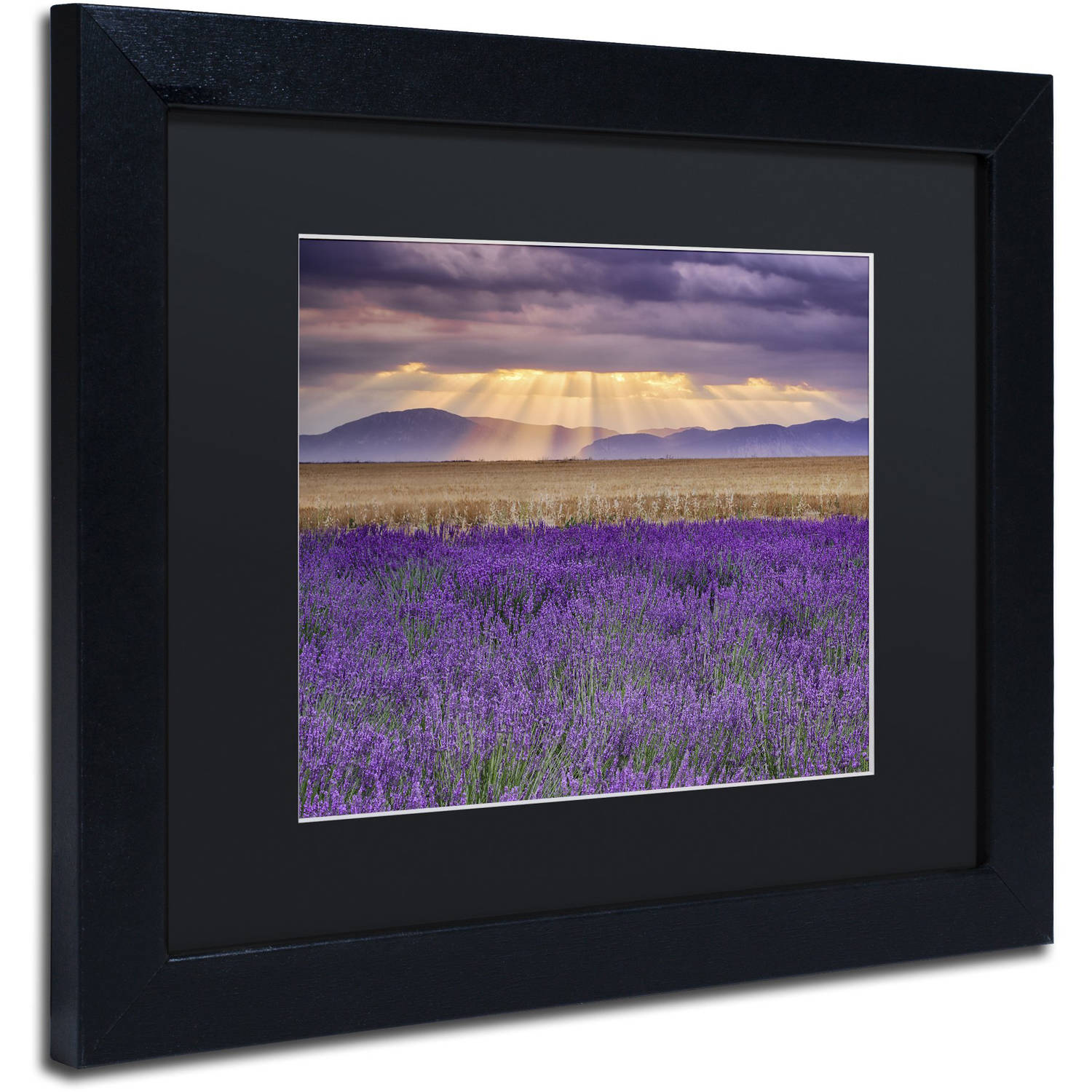 Trademark Fine Art "Lavender Sunbeams" Canvas Art by Michael Blanchette Photography Black Matte, Black Frame