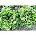 thumbnail image 2 of Winter Density Lettuce Seeds for Planting, 1000+ Heirloom Seeds Per Packet Non GMO Seeds, Botanical Name Latuca Sativa, Great Home Garden Gift, 2 of 8