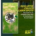 thumbnail image 3 of See Spot Run Eliminate Yellow Spots On Your Lawn Caused By Dog Urine | All-Natural, Safe for Pets and Humans | Made in the USA | Ready-to-Mix Gallon (128 oz), 3 of 8