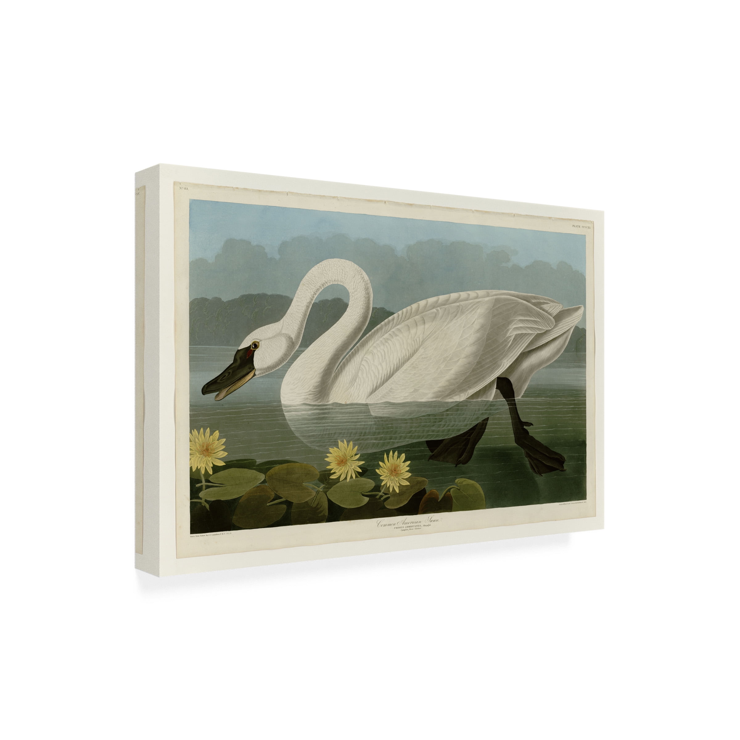 John James Audubon 'Common American Swan' Canvas Art