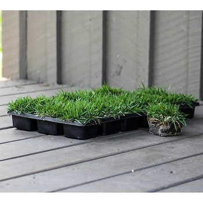 Zoysia Sod Plugs - 54 Large 3