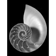 thumbnail image 2 of Christensen, Jim 12x14 White Modern Wood Framed Museum Art Print Titled - Shell II, 2 of 4