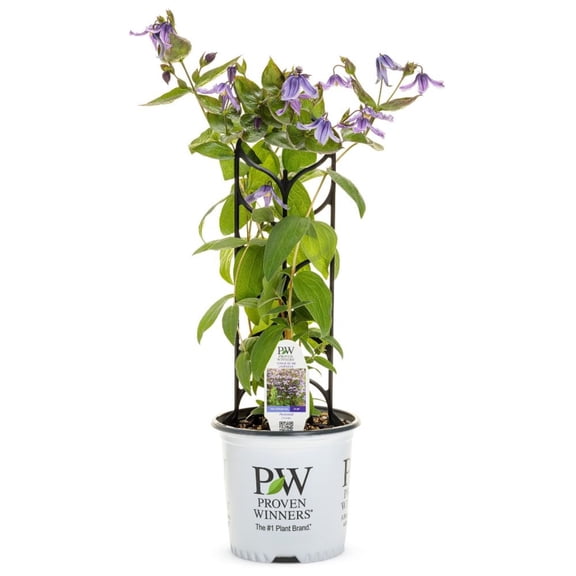 Proven Winners 6" Purple 'Stand by Me Lavender' Bush Clematis Live Plant in 6.5" Pot