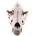 thumbnail image 1 of Lifelike Wolf Jackal Skull Resin Head Skeleton Figurine Aquarium, 1 of 9