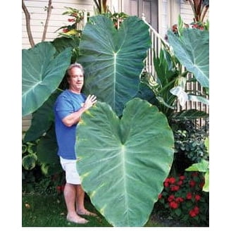White Lava Elephant Ear 1 Bulb 9/11"- Colocasia - Cream Markings -  Walmart.com