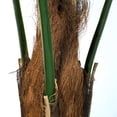thumbnail image 4 of Trademark Global 50-6564-EP 60 in. Pure Garden Kentia Palm Tree, 4 of 4