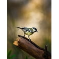 thumbnail image 2 of Mufti, Yanal 19x24 Gold Ornate Wood Framed with Double Matting Museum Art Print Titled - Great Tit, 2 of 4