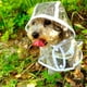 thumbnail image 4 of Chubasquero para perros con capucha Poncho chubasquero transparente para perros pequeños impermeable cachorros gatos mascotas 144, 4 of 7