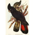 thumbnail image 2 of Gould, John 17x24 Gold Ornate Wood Framed with Double Matting Museum Art Print Titled - Banksian Cockatoo-Calyptorhynchus Banksii, 2 of 4