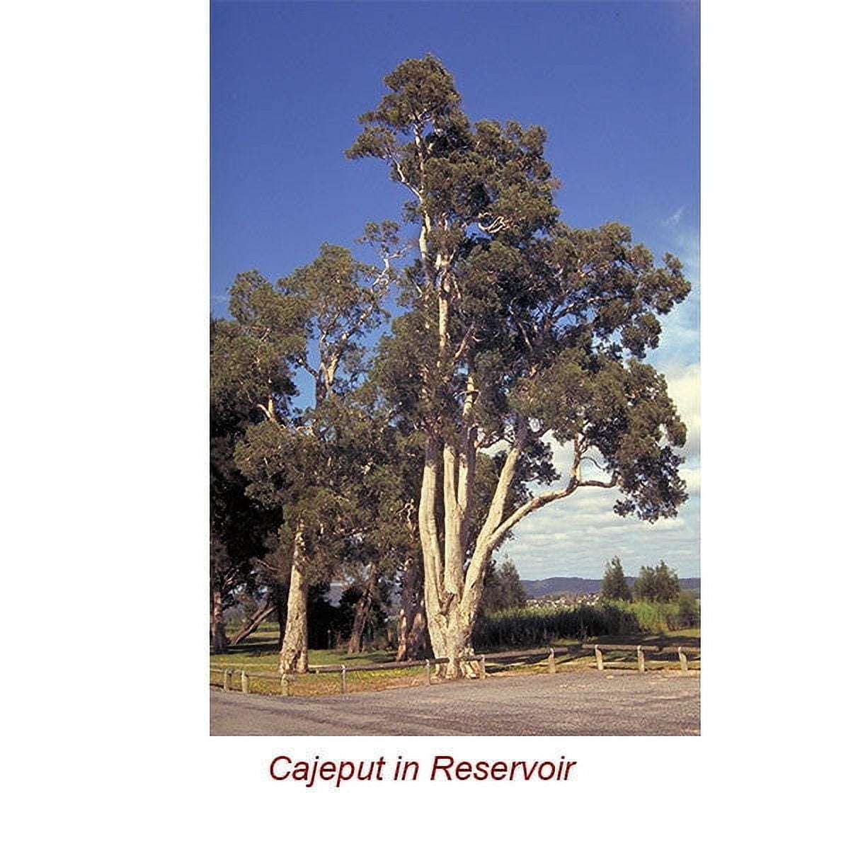 Cajeput Essential Oil 1 fl oz (30 ml) - 100% Pure and Natural by Silky Scents