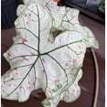 thumbnail image 3 of Blue Buddha Farm: Cranberry Star Caladium (2 Bulbs) - Easy to Grow Indoor or Outdoor Perennial Plant, 3 of 5