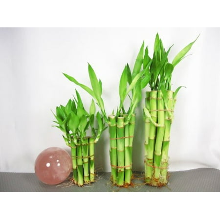 Live Lucky Bamboo Plant Set 4