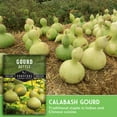 thumbnail image 6 of Bottle Gourd Seed - Birdhouse or Calabash Gourds - Annual Full Sun Vegetable - 5 Packs, 6 of 9