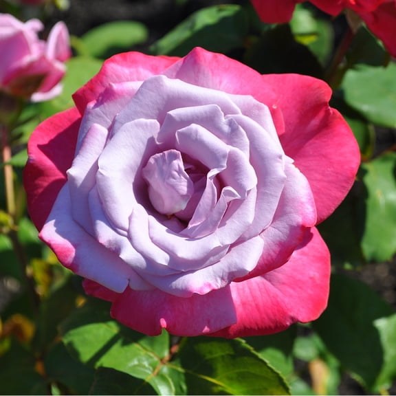 Own-Root One Gallon Paradise™ Hybrid Tea Rose by Heirloom Roses