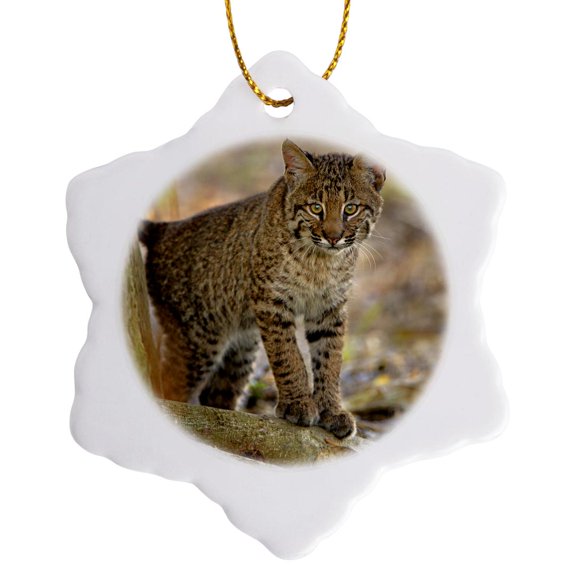 3drose, Bobcat, Wakodahatchee Wetlands, Florida - Us10 Aje0249 - Adam Jones, 3 inch Snowflake Porcelain Ornament