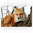 thumbnail image 2 of Red Fox in Winter (16x24 Giclee Gallery Art Print, Vivid Textured Wall Decor), 2 of 3