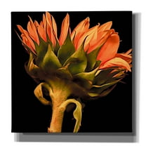 Epic Graffiti 'Sunflower' by Pamela Plummer, Canvas Wall Art, 26"x26"