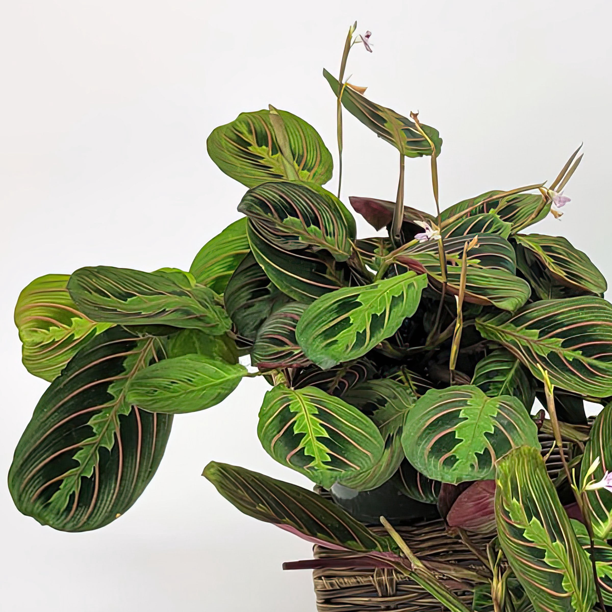 4 in. Maranta Red Plant in Grower Container (3-Pack)