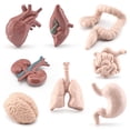 thumbnail image 3 of Tholdsy Modelo de órgano humano para niños, estómago, intestino delgado, ciencia educativa, juguete para niños, accesorio de aprendizaje temprano, Juguetes Educativos Tholdsy FN010845-00, 3 of 6