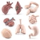 thumbnail image 1 of Ounissouiy Modelo de órgano humano para niños, estómago, intestino delgado, ciencia educativa, juguete para niños, accesorio de aprendizaje Juguetes Educativos, 1 of 6
