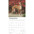 thumbnail image 4 of Italian Greyhounds | 2025 12x24" (Hanging) Square Wall Calendar | BrownTrout, 4 of 9