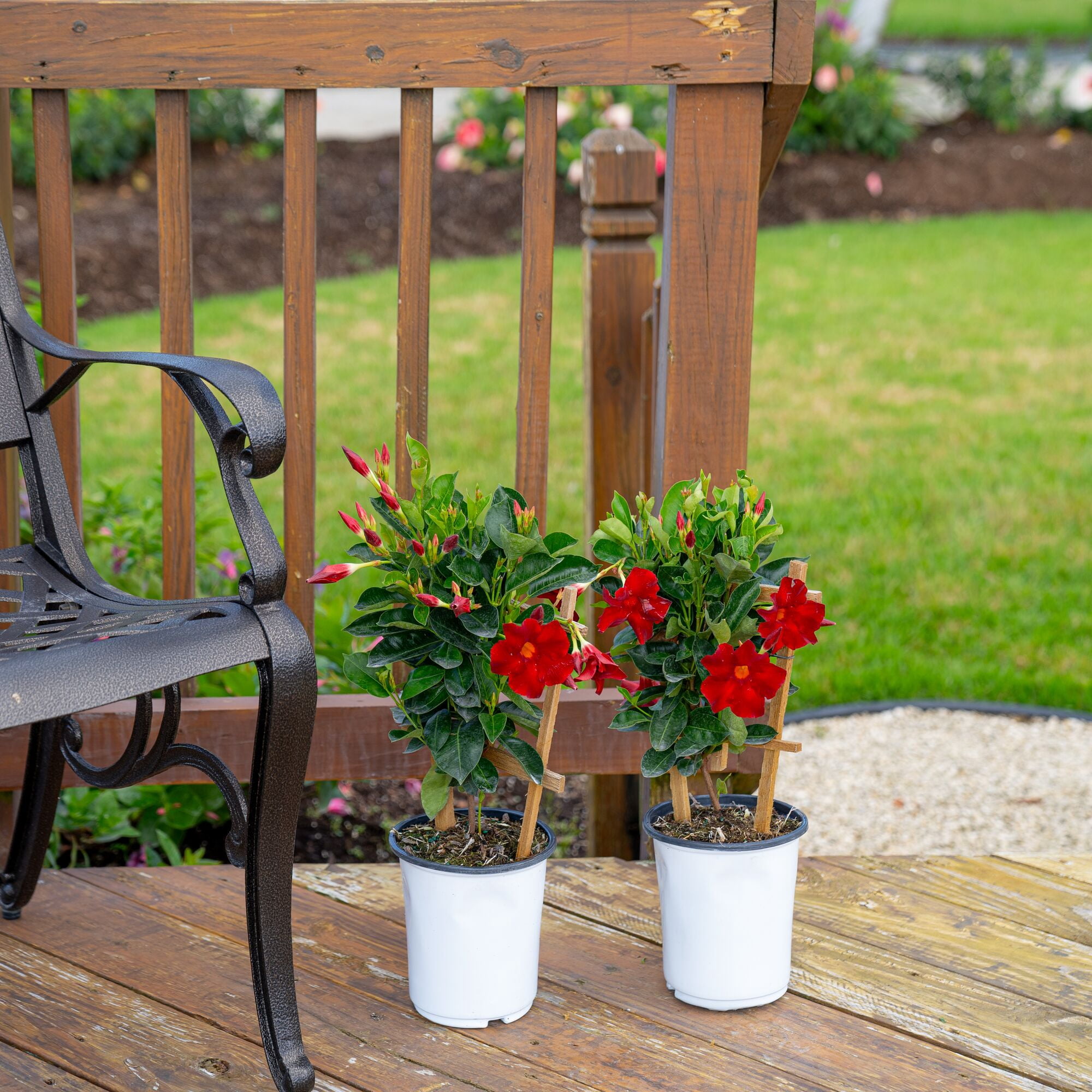 Island Blooms 20" Mandevilla Live Outdoor Plant in 2.5 Qt. Grower Pot (2 Count)