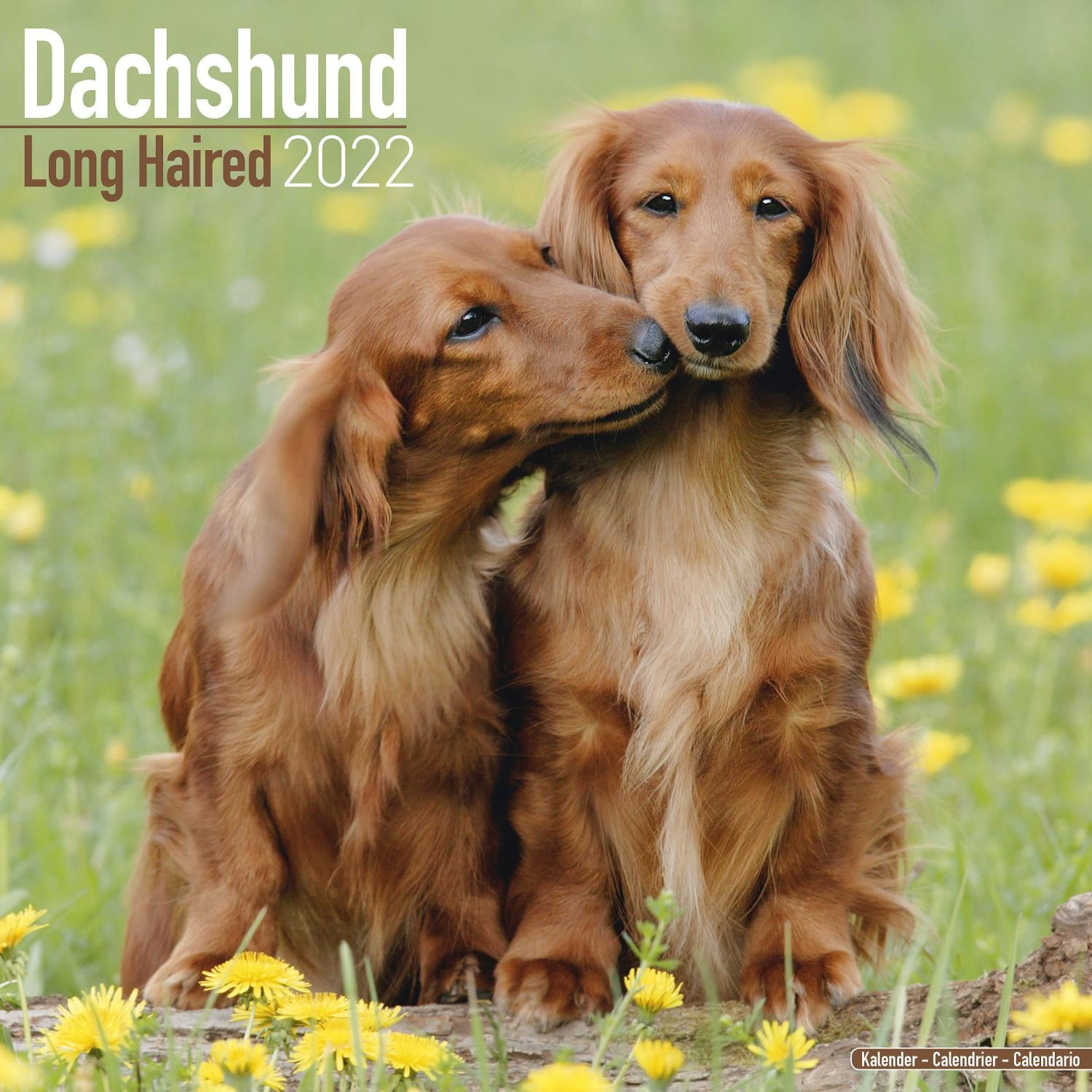 Calendrier Teckel 2023 Dachshund - Longhaired Wall Calendar 2022 - Walmart.com
