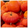 thumbnail image 2 of Everwilde Farms - 1/4 lb Cinderella Pumpkin Seeds - Gold Vault Bulk Seed Packet, 2 of 3