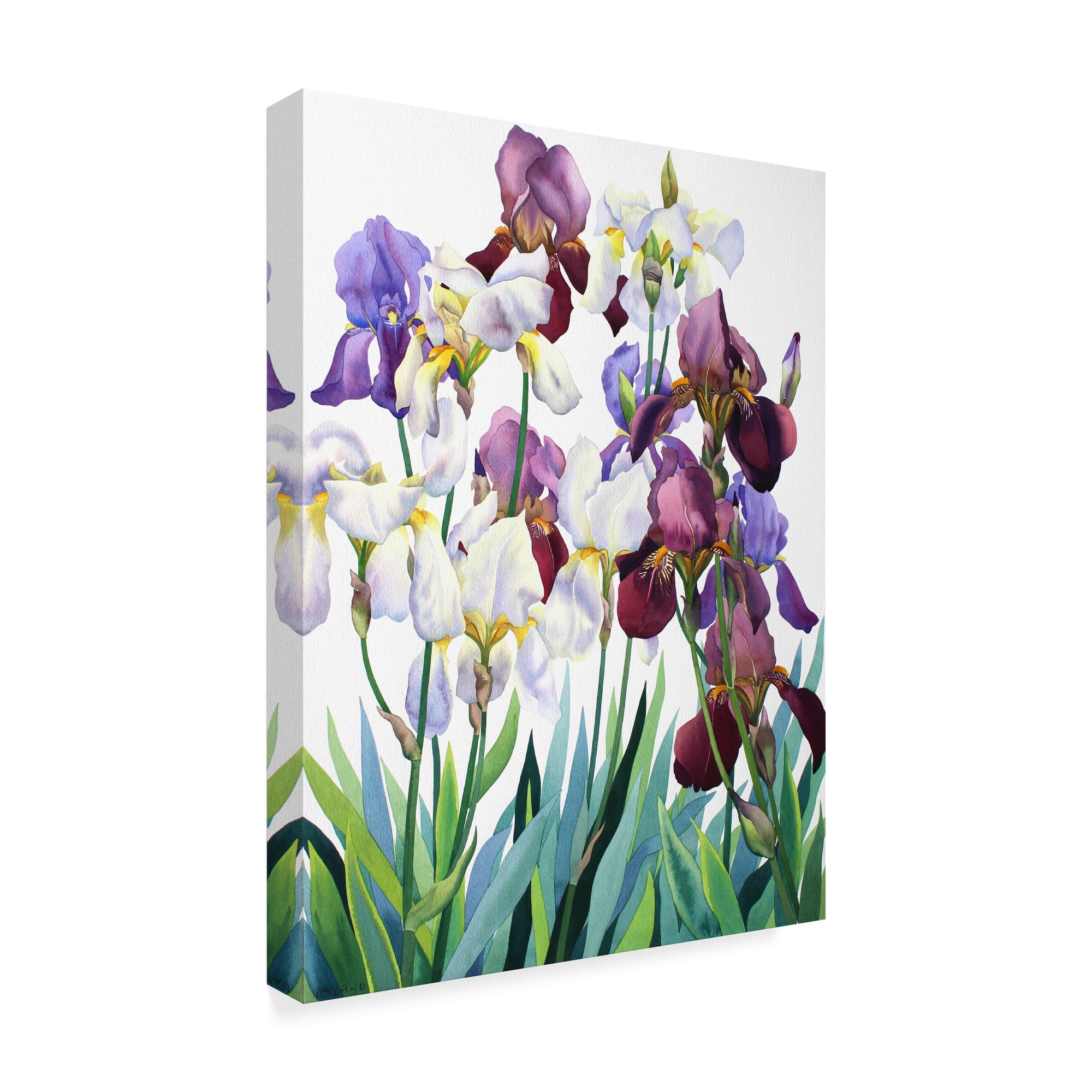 Trademark Fine Art 'White and Purple Irises' Canvas Art by Christopher Ryland