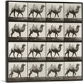 thumbnail image 1 of ARTCANVAS Camel Racking 1887 Canvas Art Print by Eadweard Muybridge - Size: 26" x 26" (1.50" Deep), 1 of 9