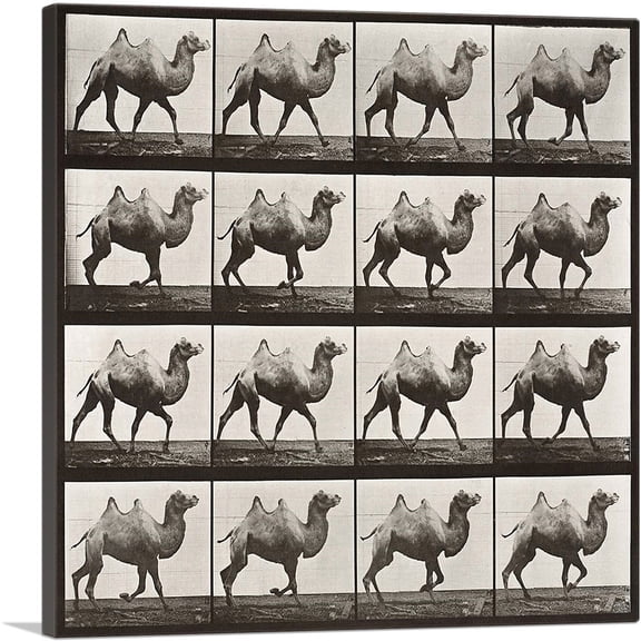 ARTCANVAS Camel Racking 1887 Canvas Art Print by Eadweard Muybridge - Size: 26" x 26" (0.75" Deep)