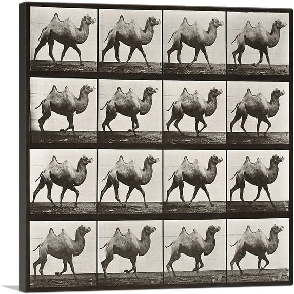 ARTCANVAS Camel Racking 1887 Canvas Art Print by Eadweard Muybridge - Size: 26" x 26" (1.50" Deep)
