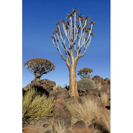 namibia keetmanshoop quiver tree