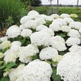 thumbnail image 5 of Brighter Blooms - Annabelle Hydrangea Shrub, 2 gal - No Shipping to AK, AZ, HI, 5 of 7