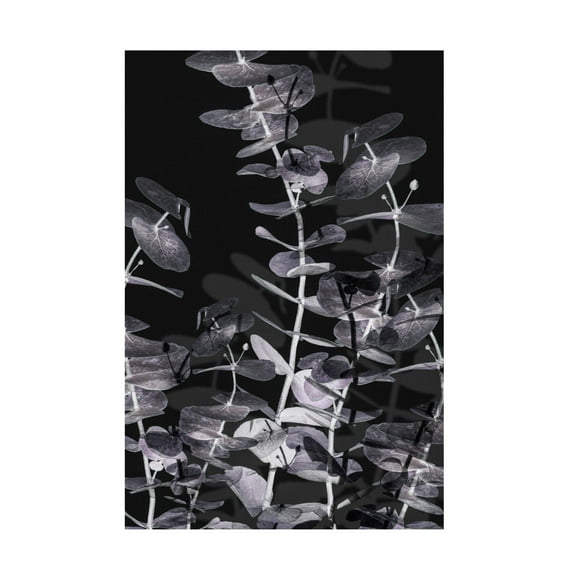 Pictufy Studio III 'Eucalyptus Negative 2' Canvas Art - 12 x 19 Inches