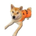 thumbnail image 3 of Disfraz de perro ComfyCamper con capa de calabaza para Halloween, tamaño grande, 3 of 4
