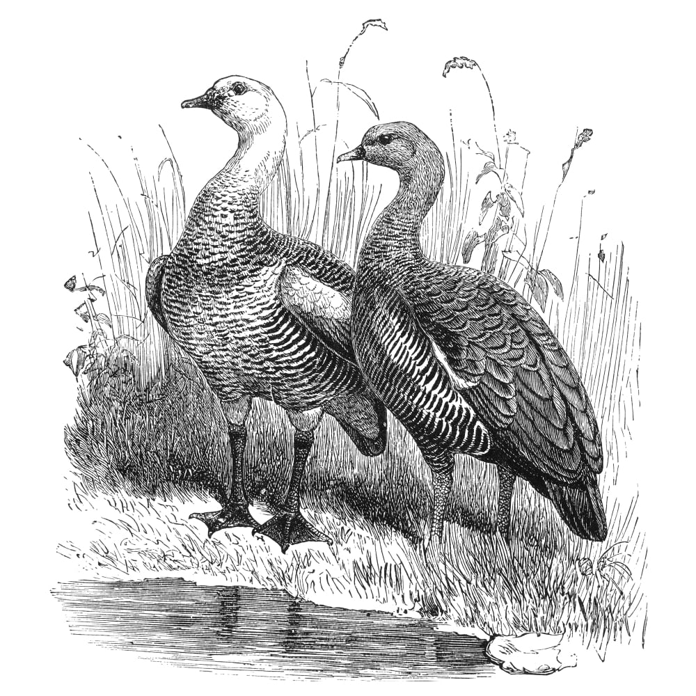 Upland Geese Nmale And Female Half-Bred Upland Geese Line Engraving ...