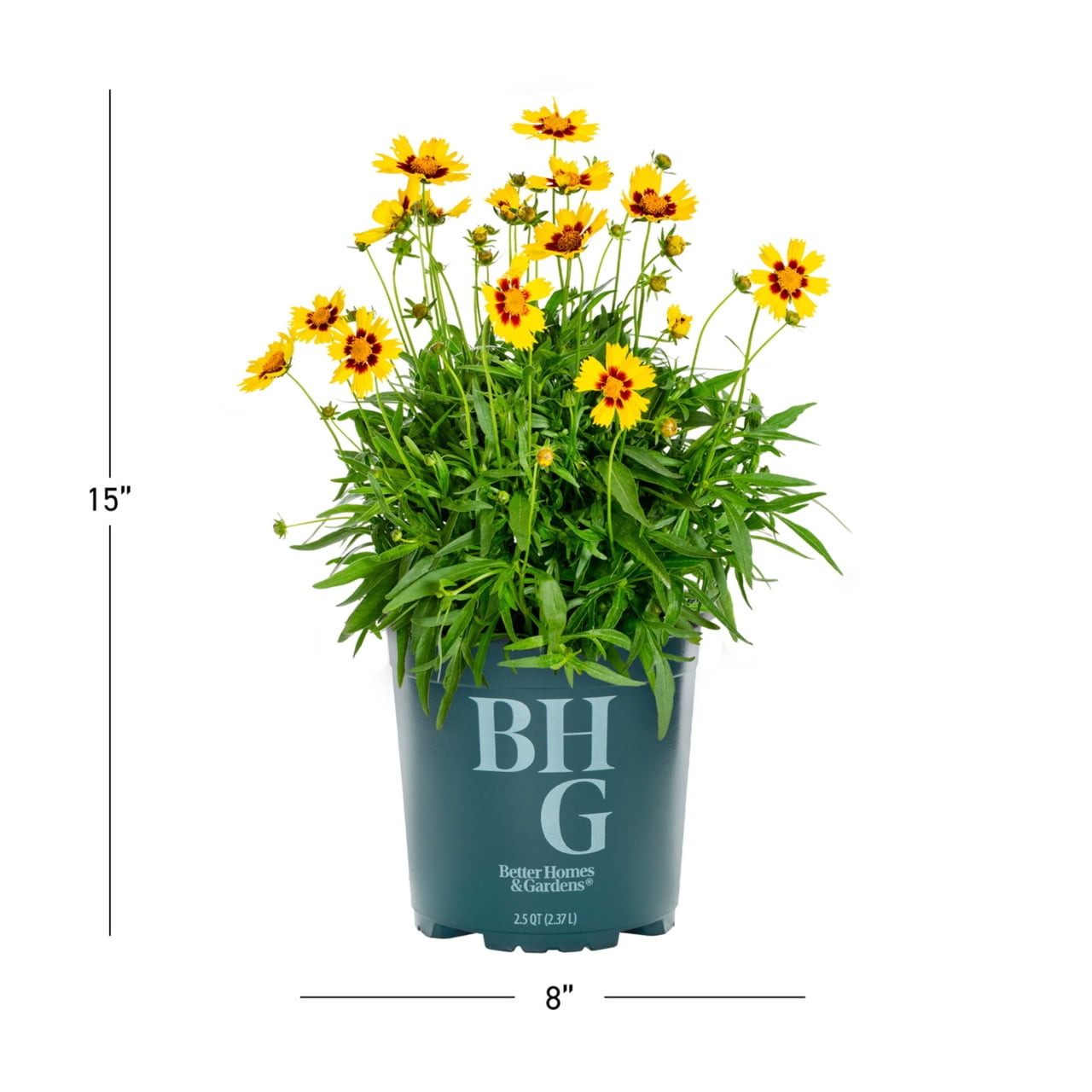 Better Homes & Gardens Yellow Coreopsis Live Perennial Plant, 3-Pack