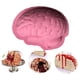 thumbnail image 2 of Molde De Silicona Para Halloween, Molde Para Hornear, Molde Para Pastel De Cerebro, Pudín, Gelatina, Postre, Molde Para Helado De Chocolate Para Cocina Vogacara HA038281-00, 2 of 6
