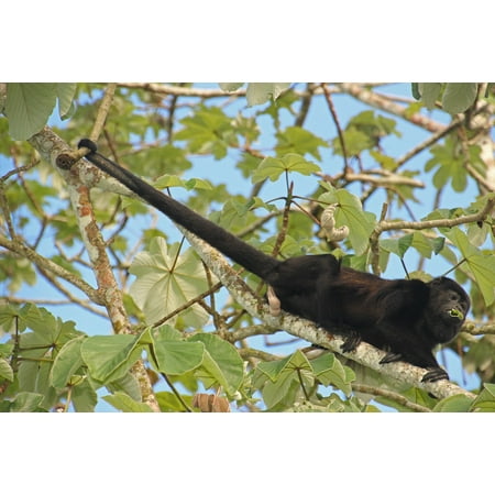 LAMINATED POSTER Howler Monkey Costa Rica Monkey Tail Food Tree Poster Print 24 x