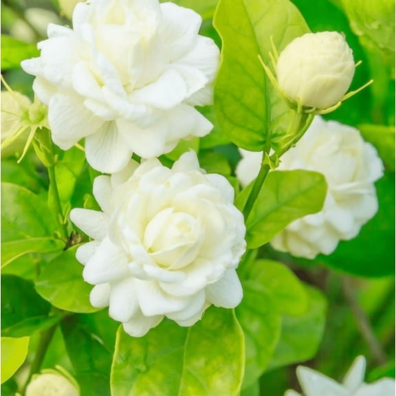 Sambac Jasmine Plant Live, Live Jasmine Plant 6 Inch Height in 3.5 Inch Pot, Grand Duke of Jasmine Live Plant, Double White Jasmine Live Plants for Grow Garden