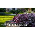thumbnail image 2 of Alternanthera Little Ruby | 1 Live Plant | Alternanthera Dentata | Vibrant Foliage | Low Maintenance | Garden & Patio Decor | Fast Growing Groundcover | Outdoor Landscaping Shrub, 2 of 6