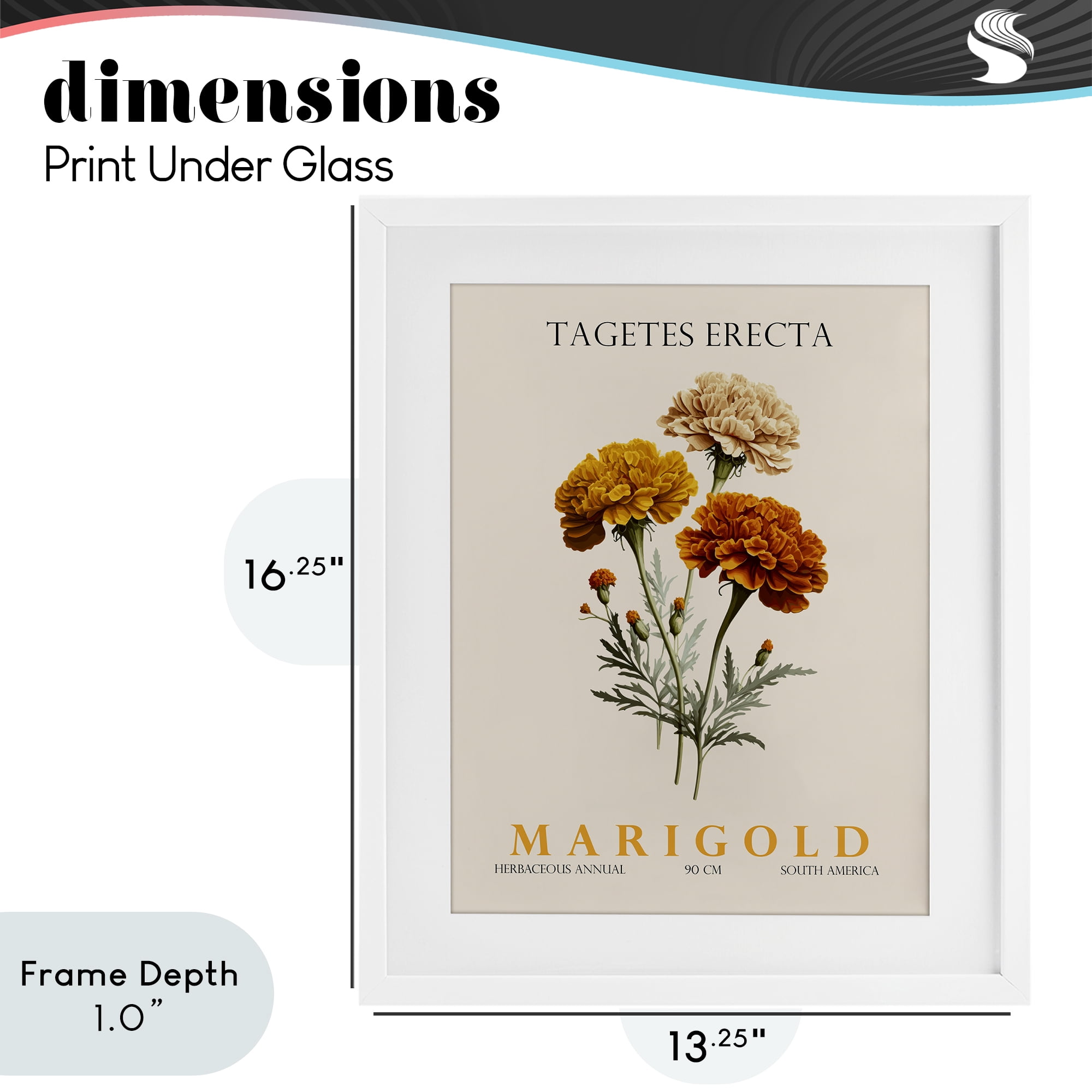 Stupell Industries Natural Marigold Bundle White Framed Print Under Glass, design by Christopher Giampietro