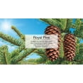 thumbnail image 2 of Little Trees 60101 Royal Pine Hanging Air Freshener for Car & Home 48 Pack!, 2 of 4